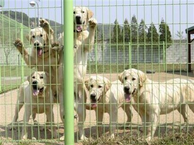 2008_04_24t053201_450x337_us_korea_dog_clones.jpg
