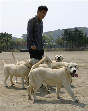 2008_04_24t053212_356x450_us_korea_dog_clones.jpg